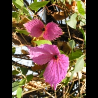 Pyrostegia Venusta (fam Bignoniacees) (Bresil, Uruguay) (02)
